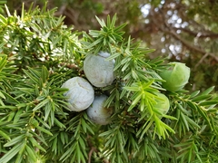 Juniperus drupacea