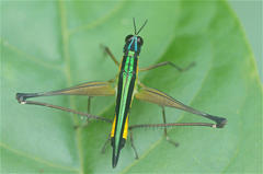Eumastax rubriventris