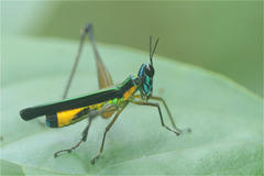 Eumastax rubriventris