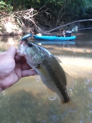 Micropterus salmoides