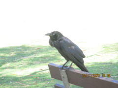 Corvus coronoides perplexus