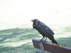 Corvus coronoides perplexus