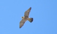 Falco peregrinus