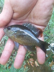 Lepomis miniatus