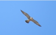 Falco peregrinus