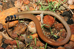 Delma borea