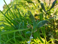 Reuterista instabilis