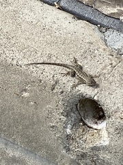 Sceloporus occidentalis