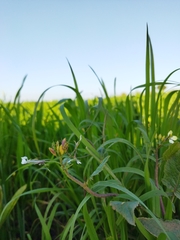 Reuterista instabilis