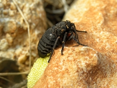 Ocnogyna clathrata