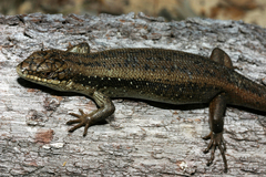 Egernia napoleonis