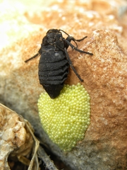 Ocnogyna clathrata