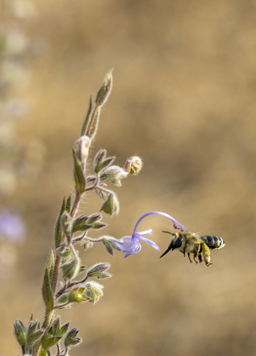 iNaturalist observation photo of Apine Bees