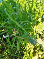 Reuterista instabilis