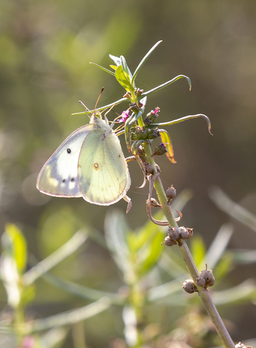 iNaturalist observation photo of Orange Sulphur