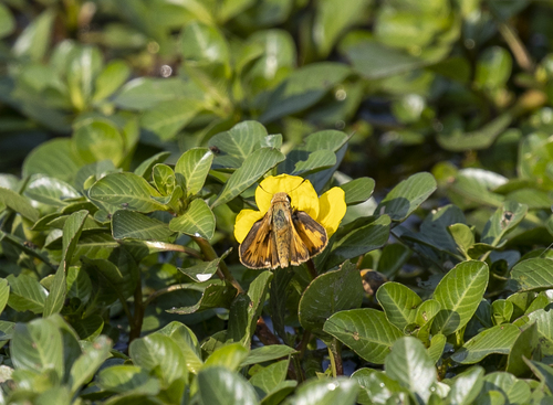 iNaturalist observation photo of Fiery Skipper