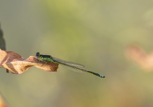 iNaturalist observation photo of Black-fronted Forktail