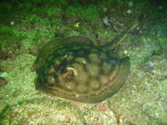 Urobatis concentricus