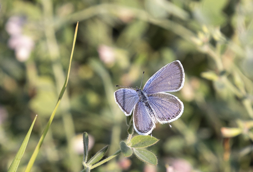 iNaturalist observation photo of Western Tailed-blue
