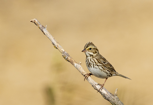 iNaturalist observation photo of Savannah Sparrow