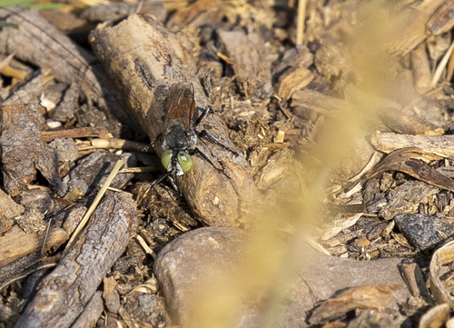 iNaturalist observation photo of Sand-Loving Wasps