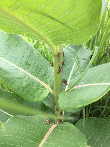Large Milkweed Bug photographed in Nebraska