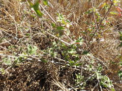 Bebbia atriplicifolia