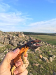 Pseudocordylus melanotus