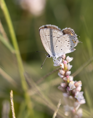 iNaturalist observation photo of Eastern Tailed-Blue