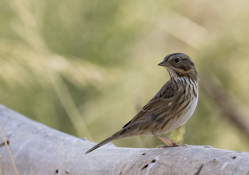 iNaturalist observation photo of Lincoln's Sparrow