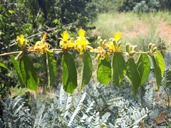 Grewia flavescens