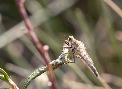 iNaturalist observation photo of Stenopogonini