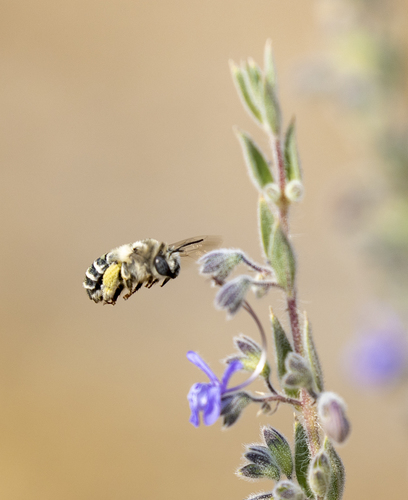 iNaturalist observation photo of Urbane Digger Bee