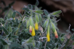 Onosma frutescens