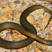 Crowned and Short-nosed Snakes - Photo (c) Travis W. Reeder, some rights reserved (CC BY-NC), uploaded by Travis W. Reeder