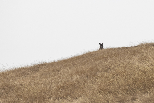 iNaturalist observation photo of Coyote