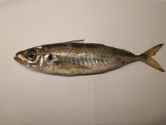 Trachurus mediterraneus