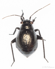 Euryopicoris nitidus