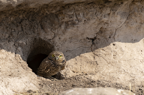 iNaturalist observation photo of Burrowing Owl