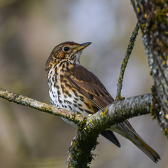 Turdus philomelos