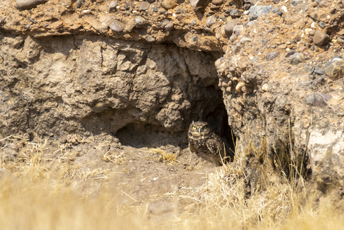 iNaturalist observation photo of Burrowing Owl