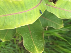 Graphocephala hieroglyphica