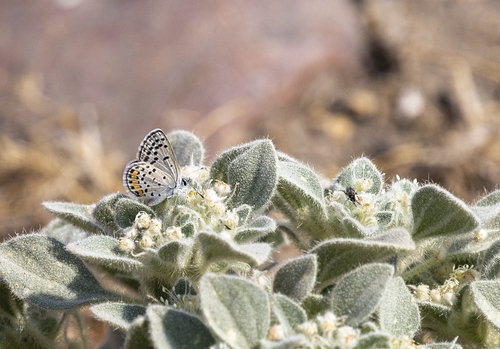 iNaturalist observation photo of Acmon Blue