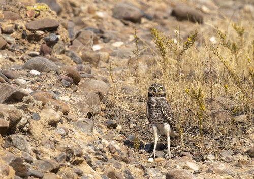 iNaturalist observation photo of Burrowing Owl