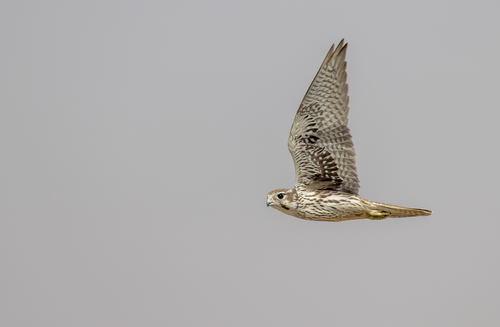 iNaturalist observation photo of Prairie Falcon