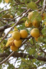 Prunus ursina
