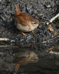 Troglodytes troglodytes