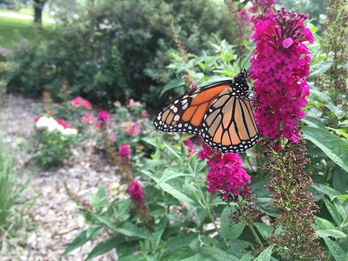Migratory Monarch photographed in Nebraska