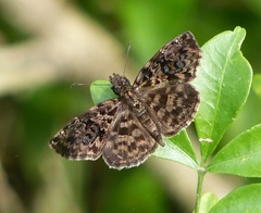 Gorgythion begga begga