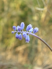 Muscari parviflorum
